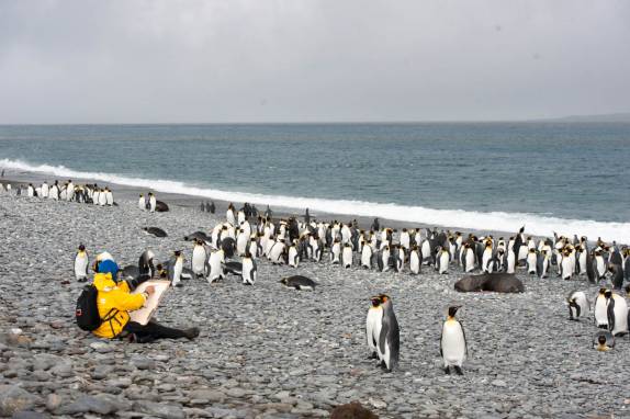 O nosso artista em ação na praia de Salisbury Plain, na Geórgia do Sul (foto de Vladimir Seliverstov)